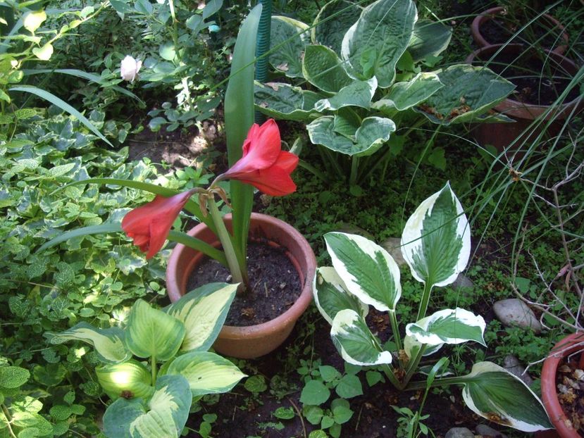 IMGP0962 - hosta- 2014 -2017