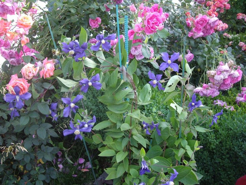 IMGP0949 - CLEMATITE - 2014-2017