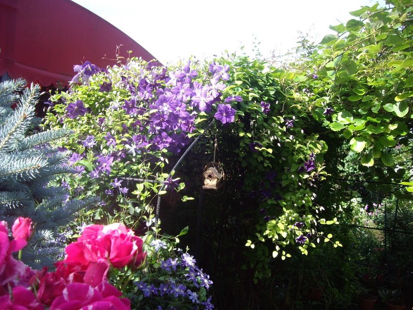 IMGP0950 - CLEMATITE - 2014-2017