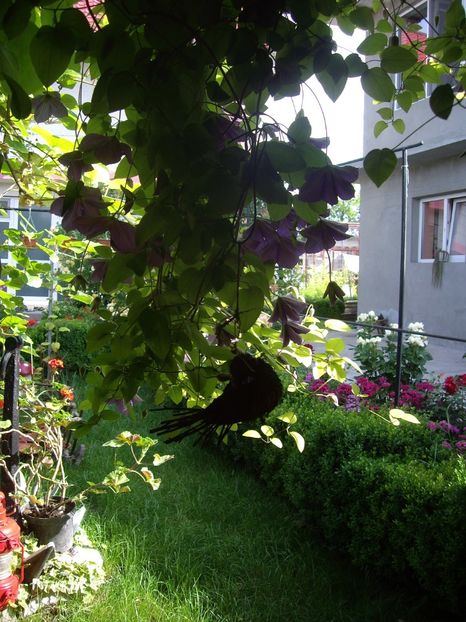 IMGP0953 - CLEMATITE - 2014-2017