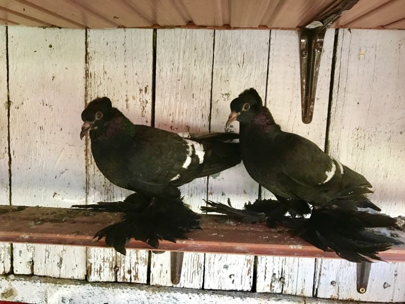 Pereche 2017 - RANDUNELE DE CÂMPIE PUI 2017