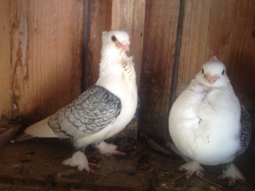 imagek - XXX masculi