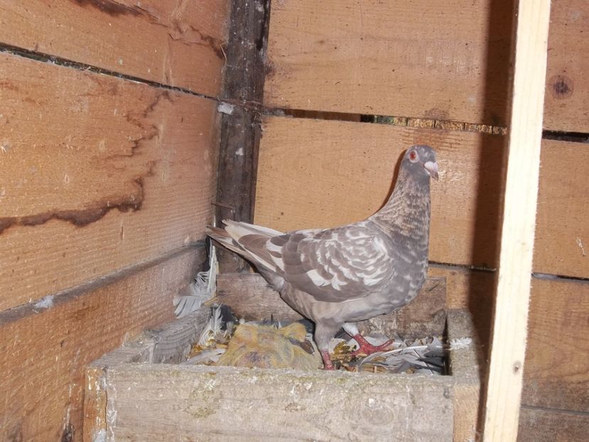 fem - cativa din porumbei mei 2018