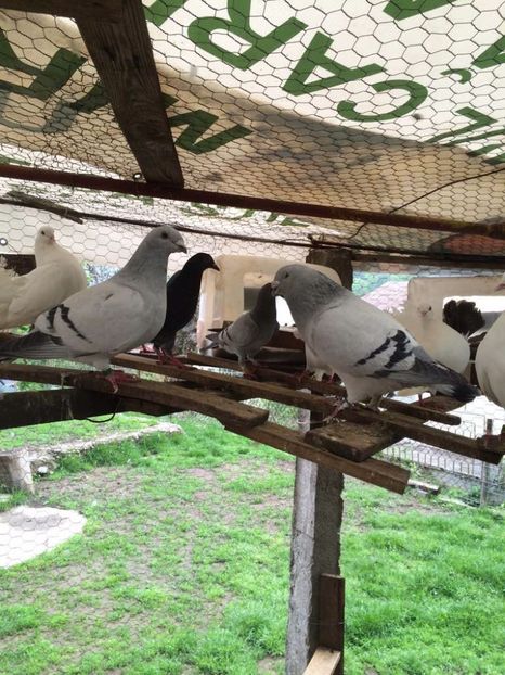 IMG-20170501-WA0021 - VAND--SCHIMB