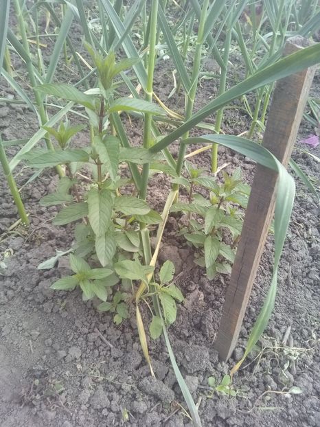 Menta piperita - Diverse plante