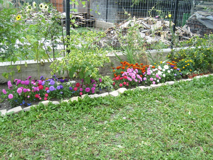 SL272912 - Florile din gradina mea - 2009