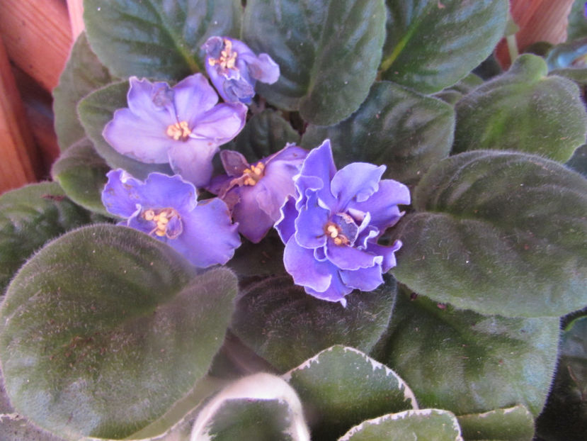 Blue Dragon - Violete