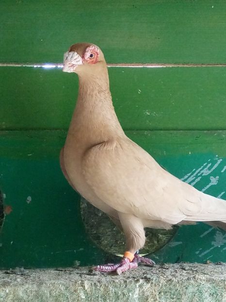  - 2 -  PORUMBEI Carunculat de Oradea