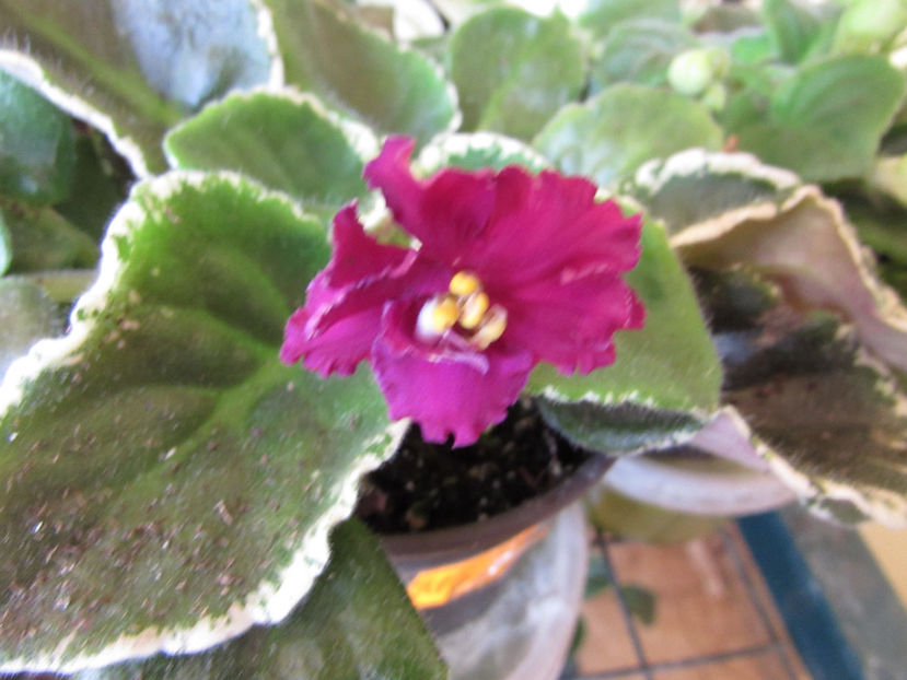 EK - Moulin Rouge - Violete