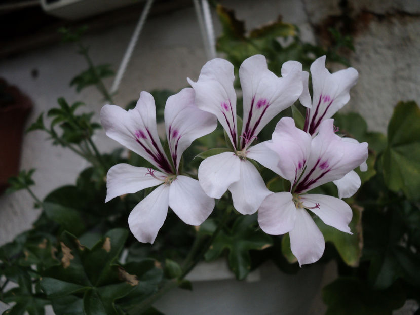 poze 2015 028 - Muscate 2017-2018- 2019-2020-2023-2024 - 2025