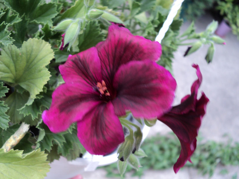 poze 2015 032 - Muscate 2017-2018- 2019-2020-2023-2024 - 2025