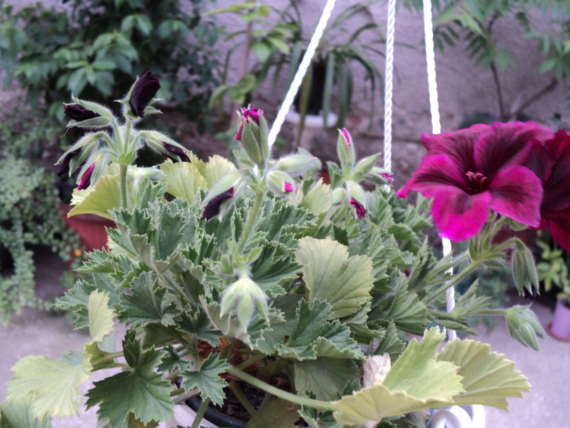 poze 2015 033 - Muscate 2017-2018- 2019-2020-2023-2024 - 2025