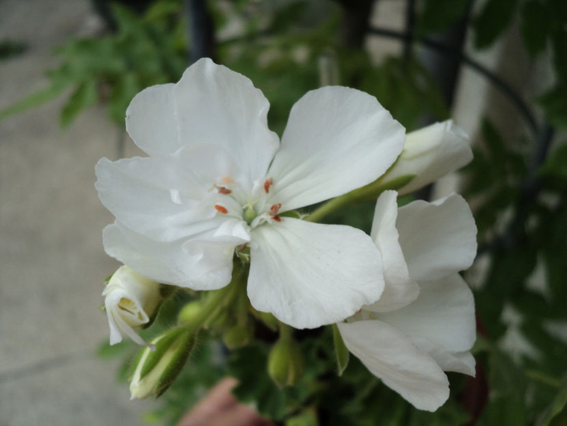 poze 2015 034 - Muscate 2017-2018- 2019-2020-2023-2024 - 2025