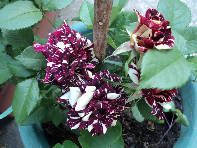 11 iun 2017 - Hocus -pocus