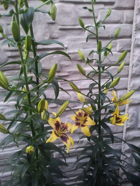  - Primavara - Vara 2017