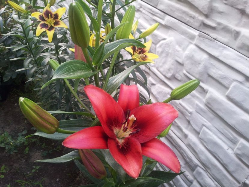  - Primavara - Vara 2017