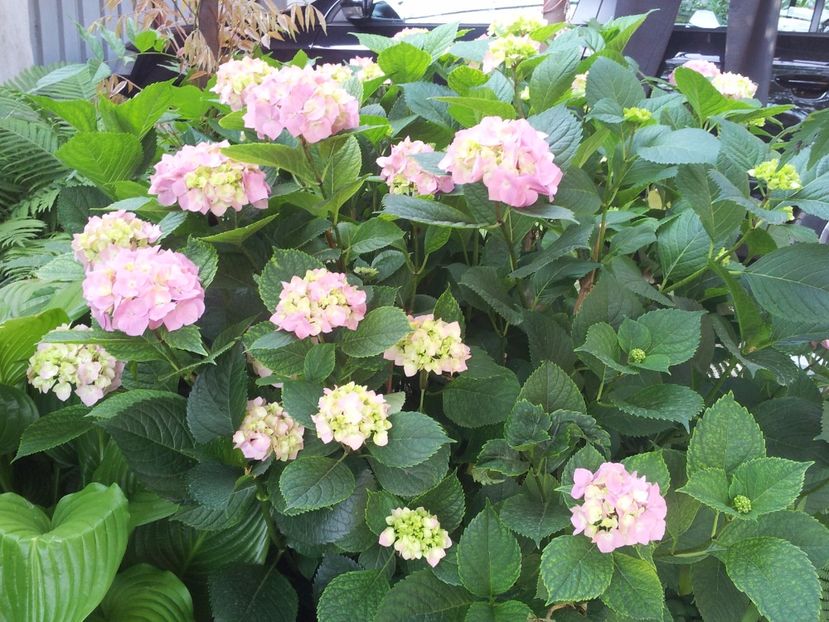  - Primavara - Vara 2017