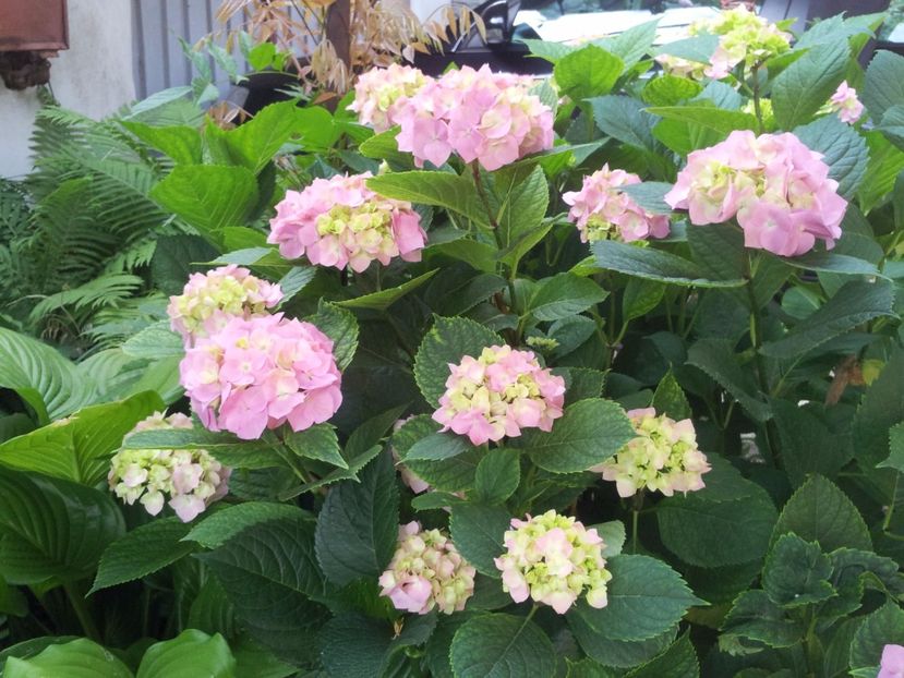  - Primavara - Vara 2017