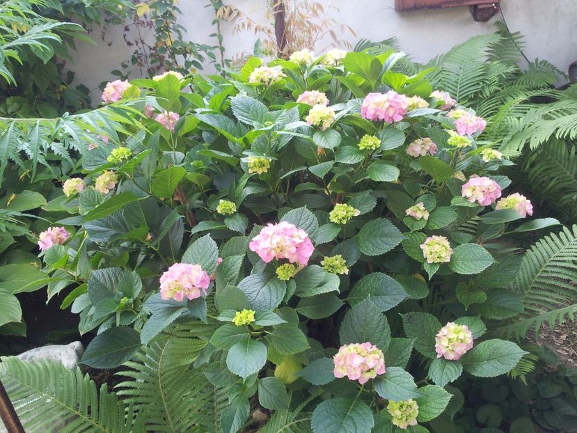  - Primavara - Vara 2017