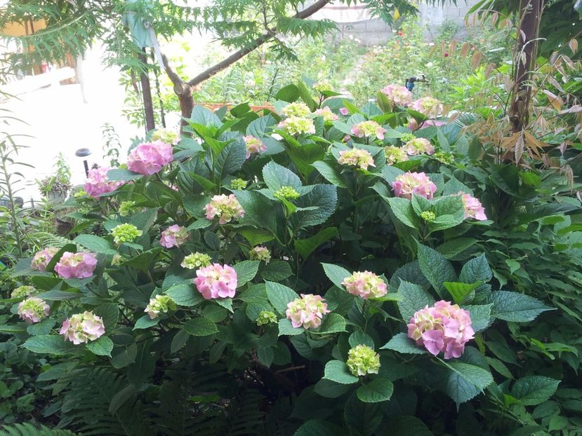  - Primavara - Vara 2017