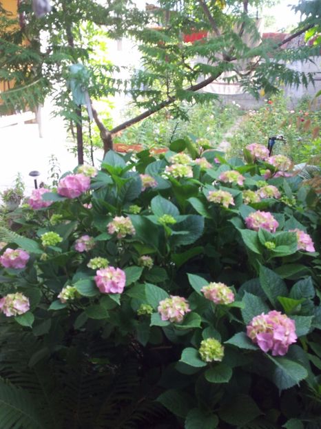  - Primavara - Vara 2017