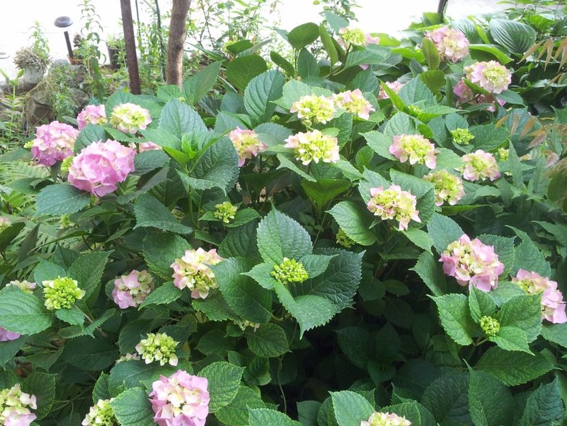  - Primavara - Vara 2017