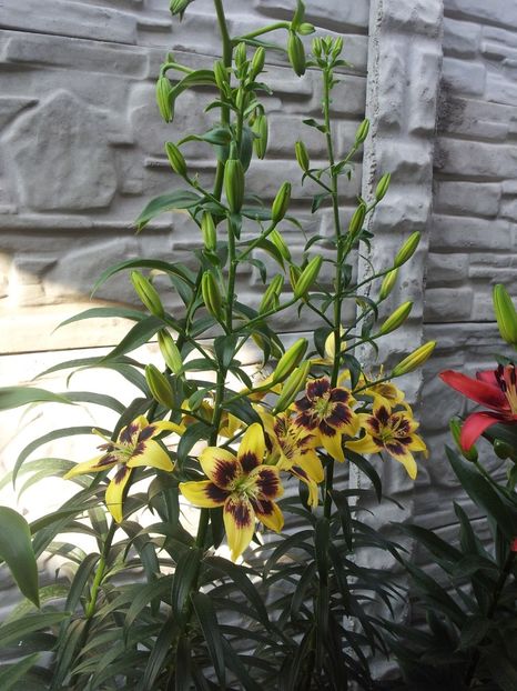  - Primavara - Vara 2017