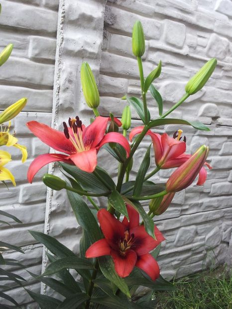  - Primavara - Vara 2017