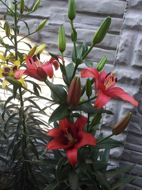  - Primavara - Vara 2017