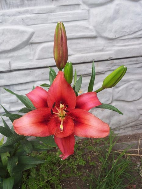  - Primavara - Vara 2017