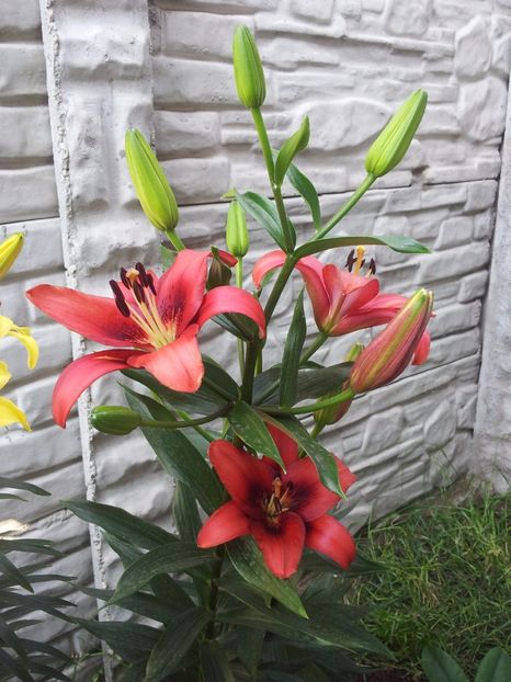  - Primavara - Vara 2017