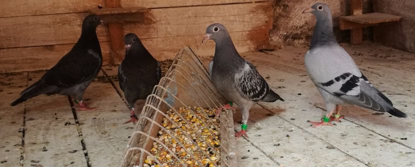  - Seria a doua de pui