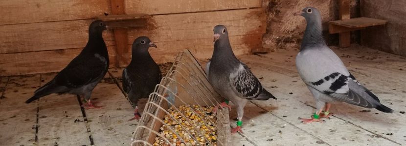  - Seria a doua de pui