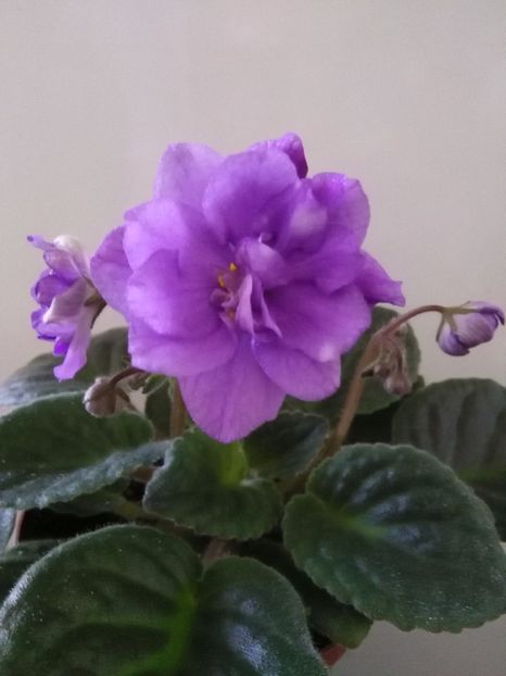  - 1-A-Violete 2017