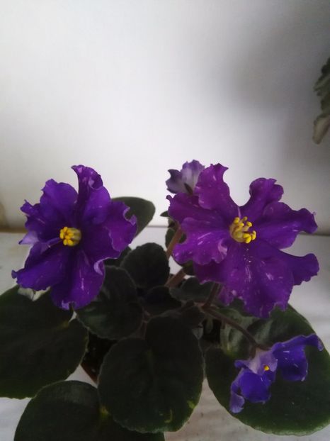 An Rio Rita - 1-A-Violete 2017