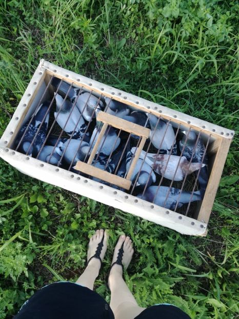  - 2017 Antrenament-pregatire-fond-2--6 iulie