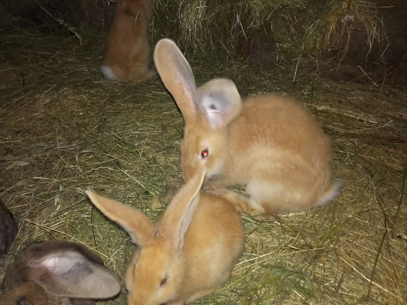  - 00 Iepurasii in 2017