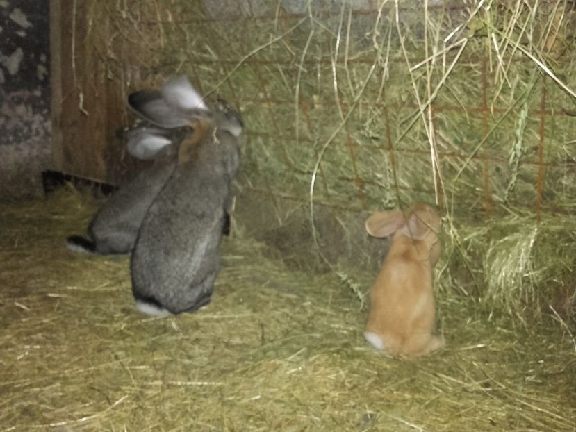  - 00 Iepurasii in 2017