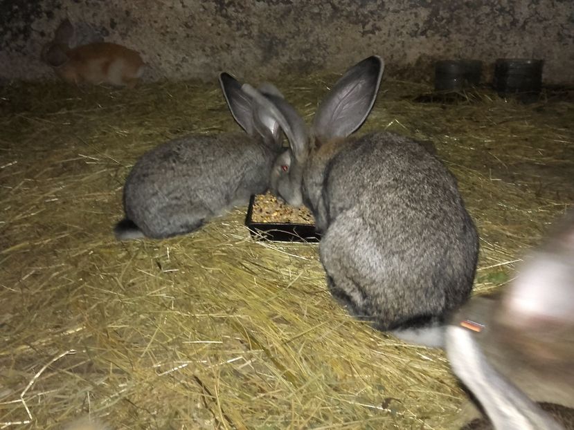  - 00 Iepurasii in 2017