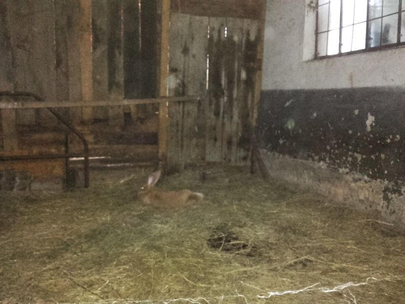 Iepurasi tineret majoritatea femele - 00 Iepurasii in 2017