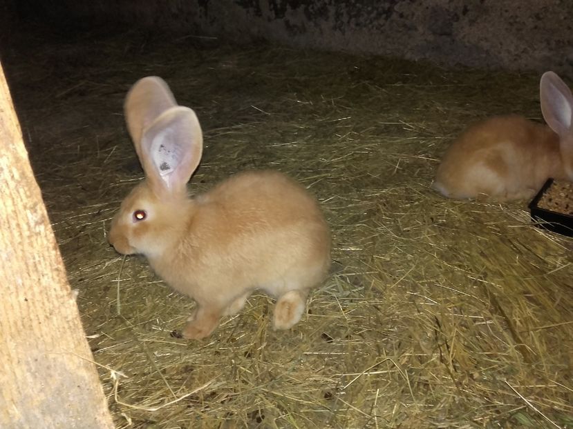 Cu varste intre 2-10 luni - 00 Iepurasii in 2017