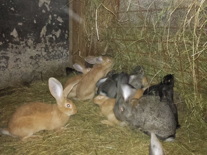 Vor petrece vara impreuna - 00 Iepurasii in 2017