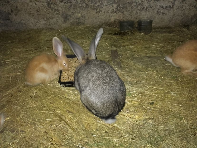 Intr un tarc de 10x4 metrii - 00 Iepurasii in 2017