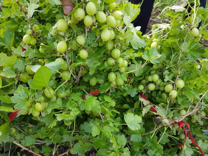 agris     20170508_154319 - Agris - Galben - Hinnonmaki