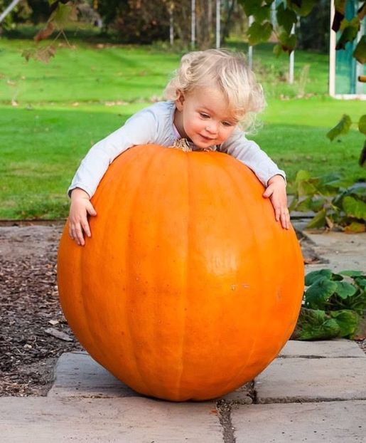 Atlantic Giant Dovleac comestibil cucurbita maxima - ACASA-De vinzare-Flori-Arbusti-Seminte 2017
