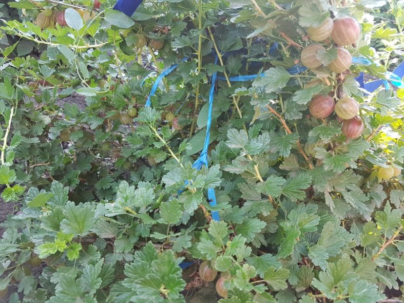  - Agris - Rosu - Hinnonmaki