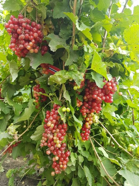 coacaz rosu 20170604_120940 - Coacaz Abundent - Rosu