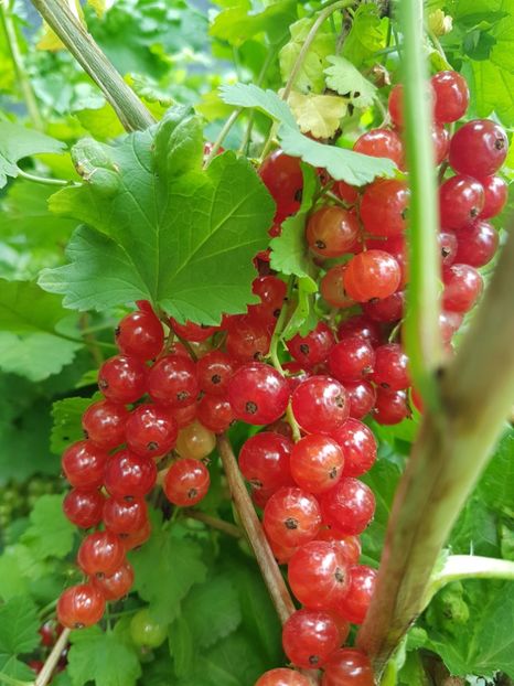 coacaz rosu20170604_120028 - Coacaz Abundent - Rosu