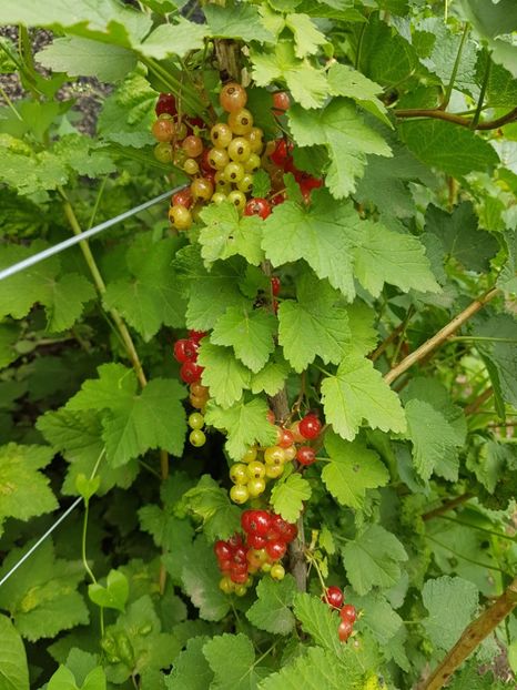 coacaz rosu20170604_120035 - Coacaz Abundent - Rosu