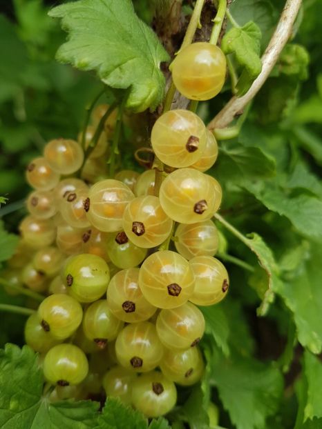 coacaz alb margaritar20170604_115740 - Coacaz Margaritar - Alb